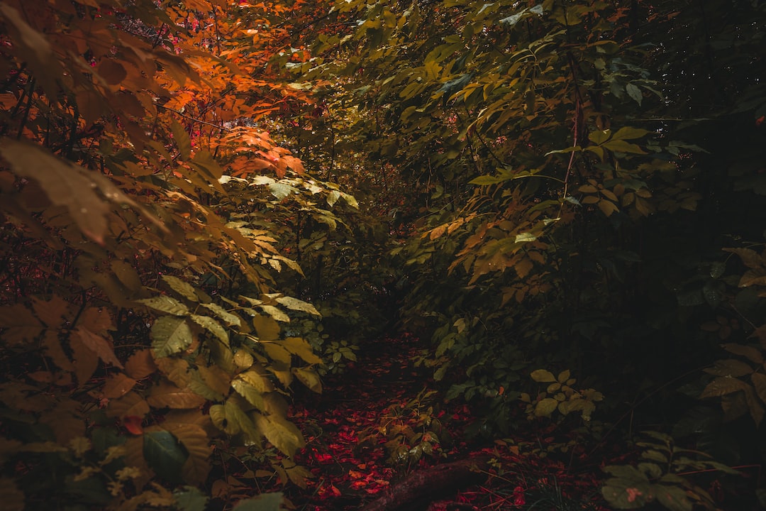 Trova la tua moto ideale: consigli per scegliere la Featured perfetta