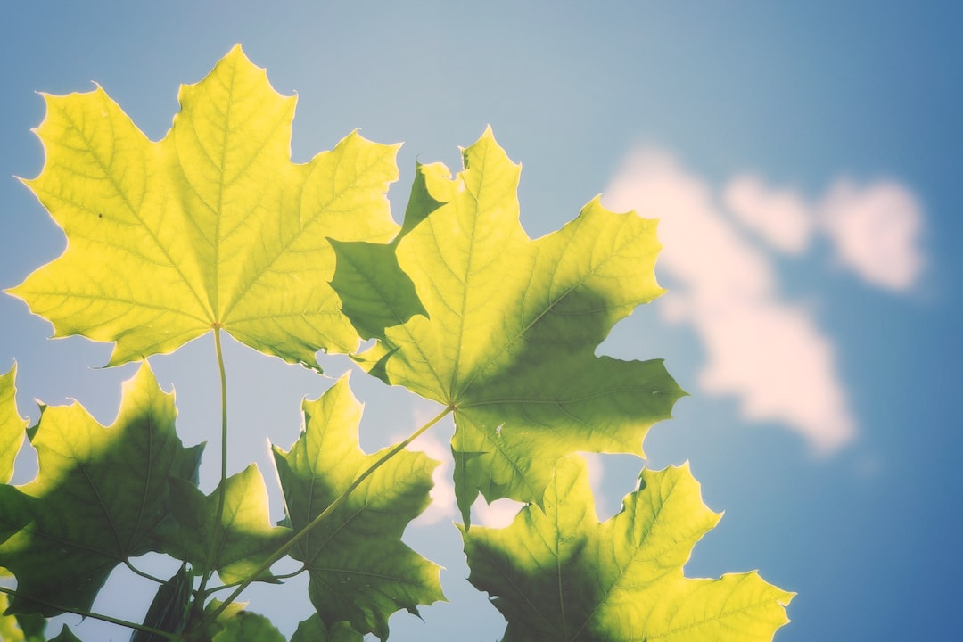 Auto elettriche e ibride: scopri tutto sulle vetture a basso impatto ambientale